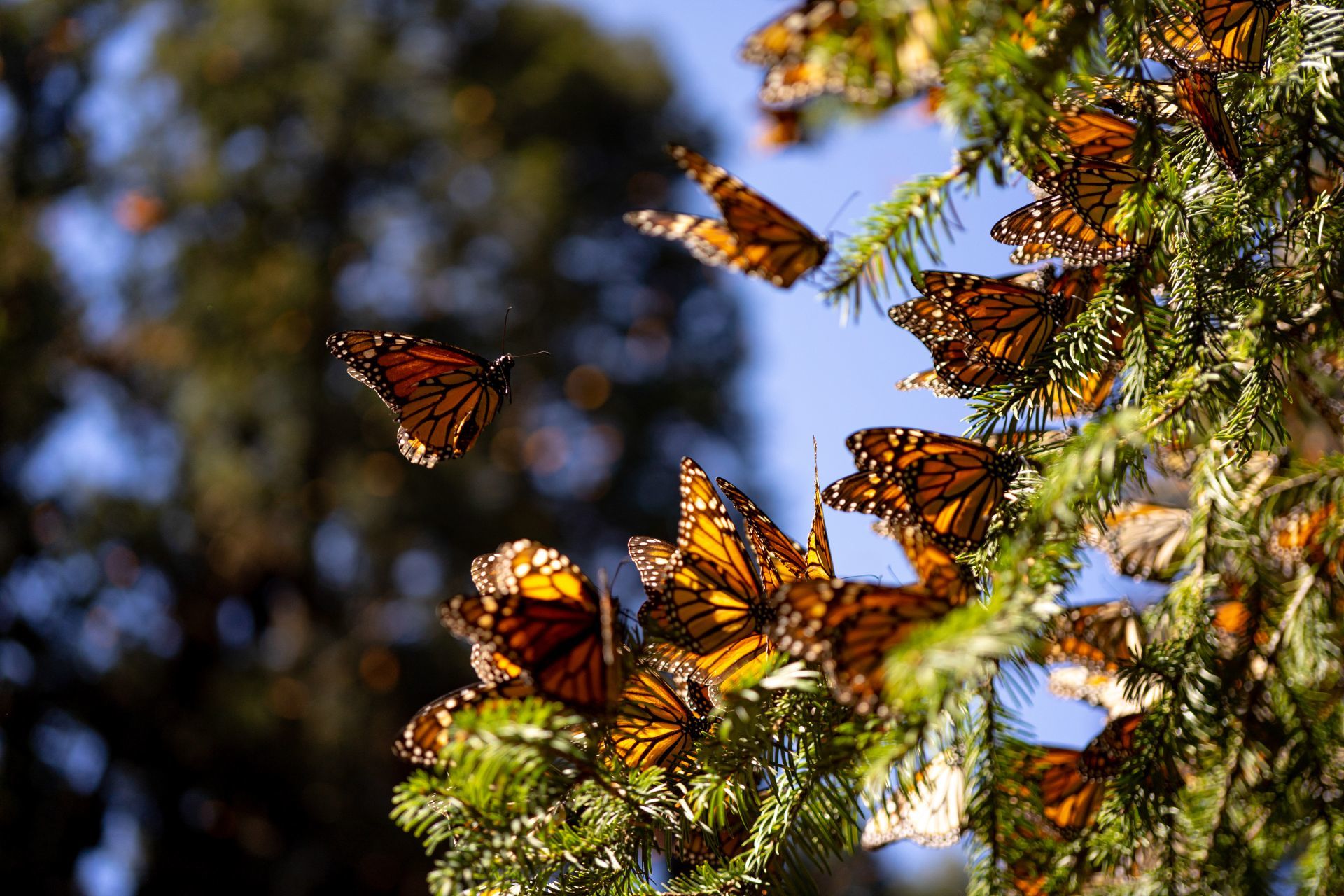 Disminuye 22 presencia de mariposas monarca en México Once Noticias