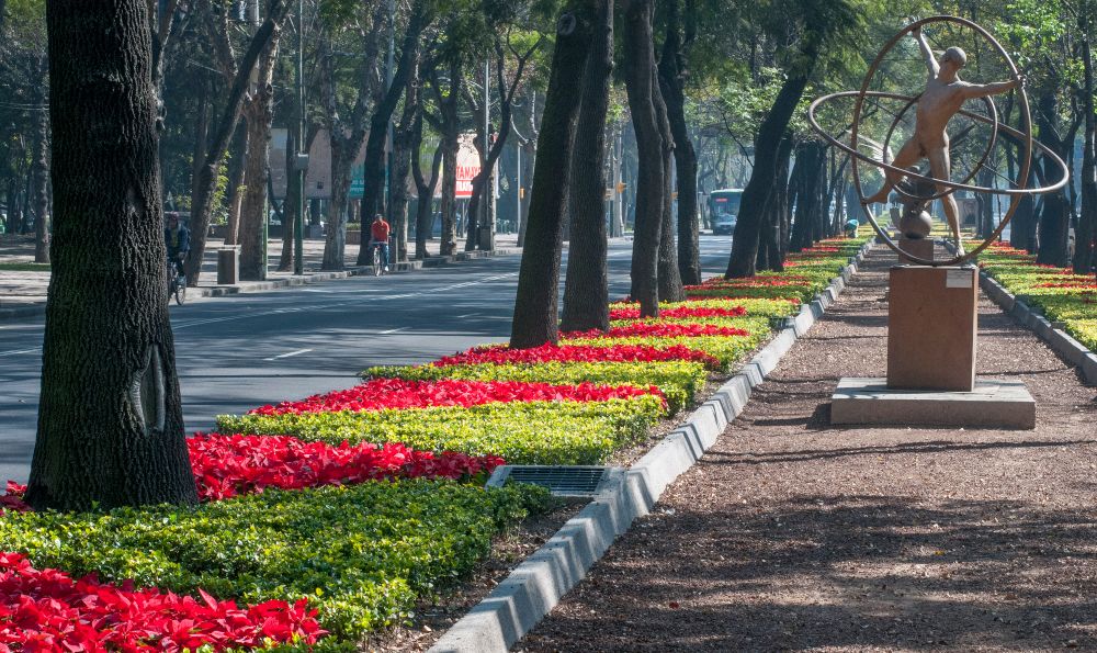 Principales avenidas de Ciudad de México serán adornadas con flores de  Nochebuena • Once Noticias