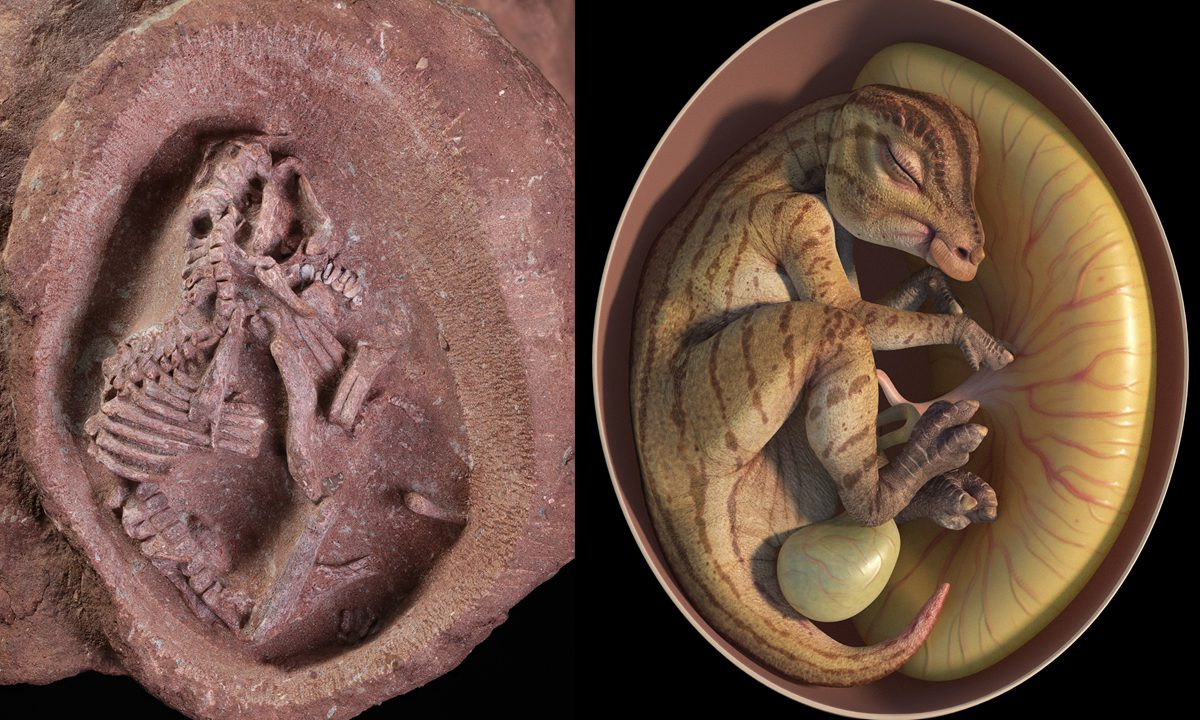 Científicos encuentra dos fósiles de embrión de dinosaurio pico de pato •  Once Noticias