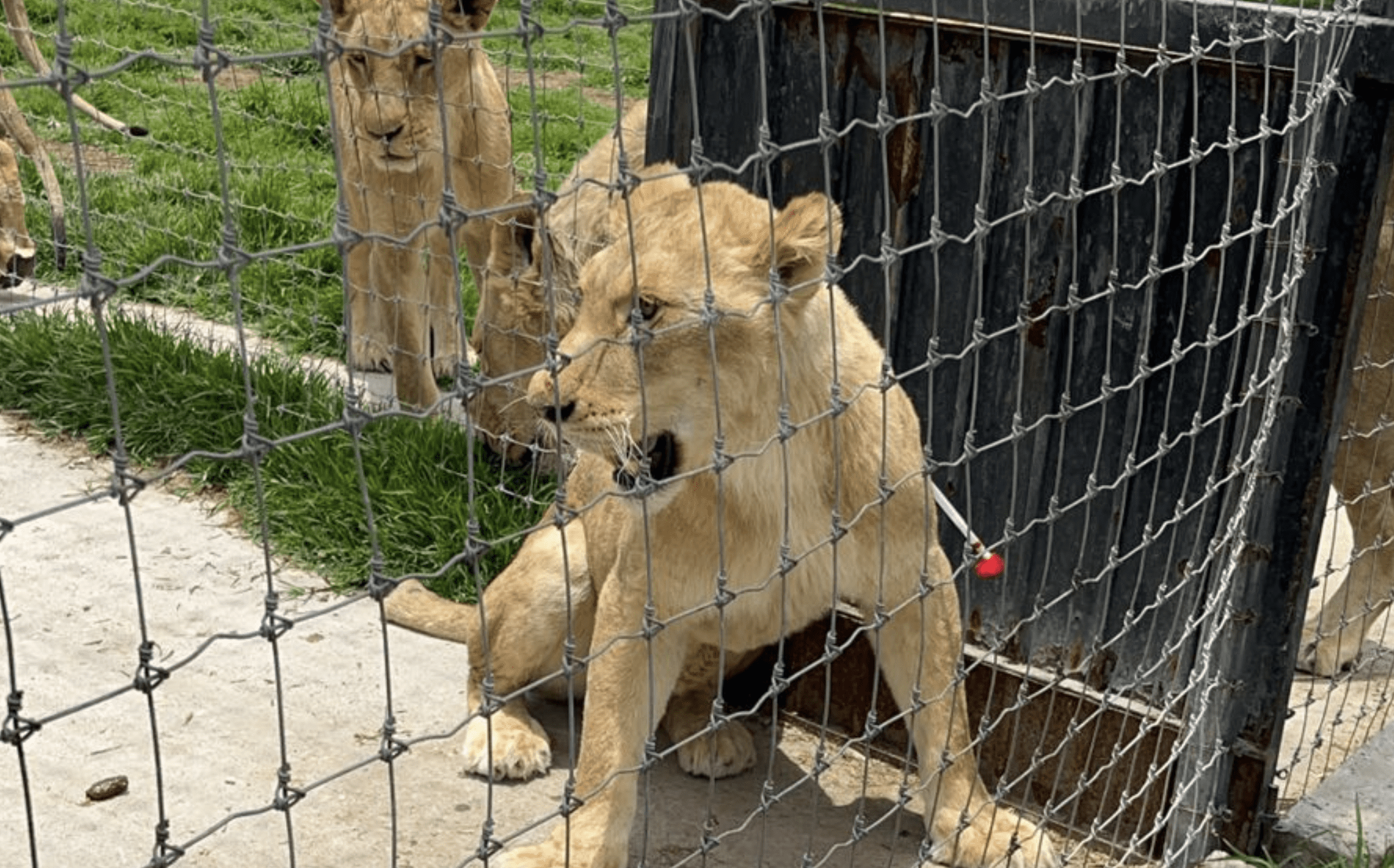 Zoológico de Chapultepec acoge 7 leones, un tigre y 14 primates del  santuario Black Jaguar White Tiger • Once Noticias