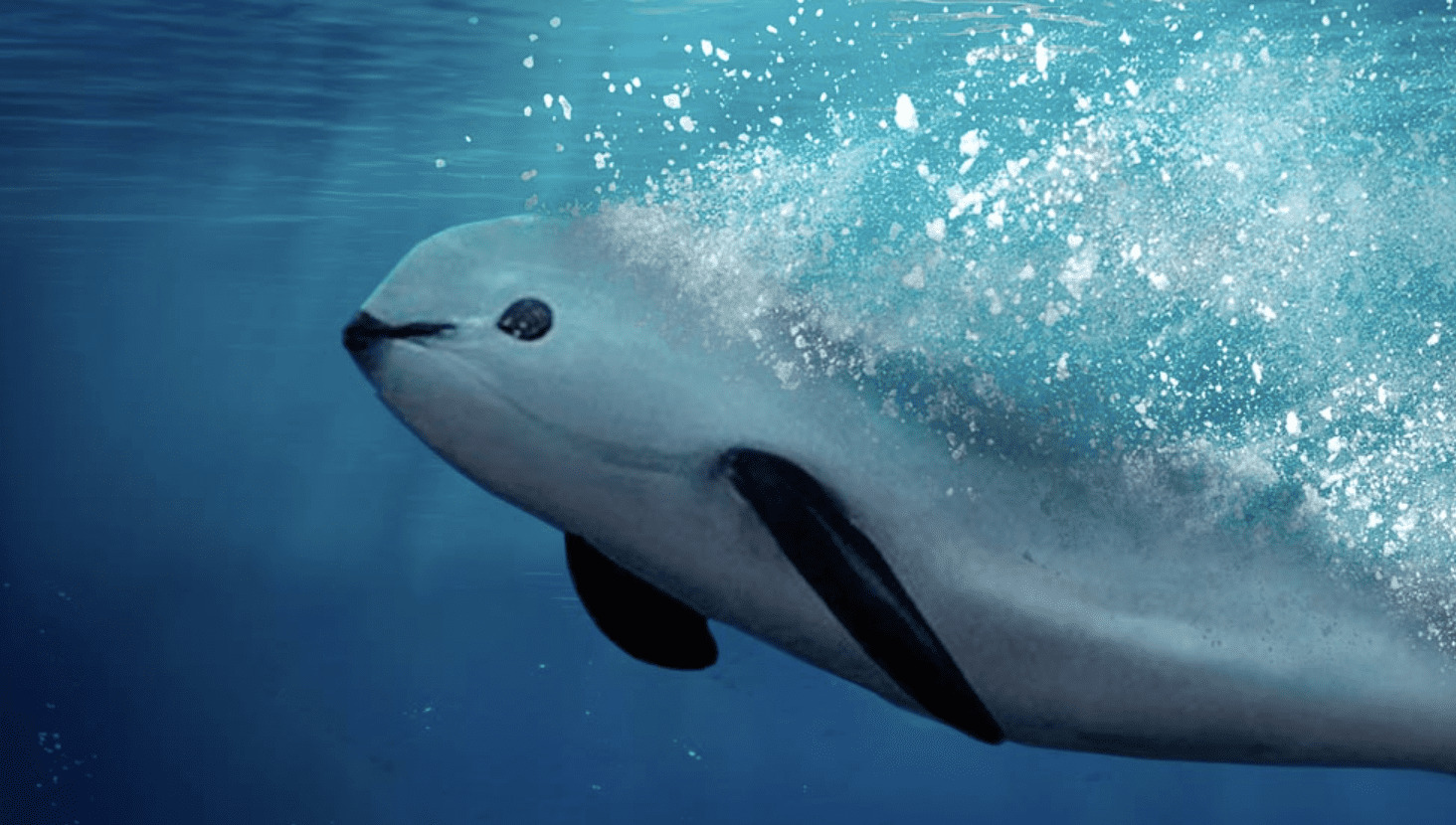 Vaquita marina lucha por su supervivencia • Once Noticias